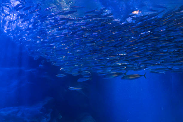 large school of fish in blue aquarium