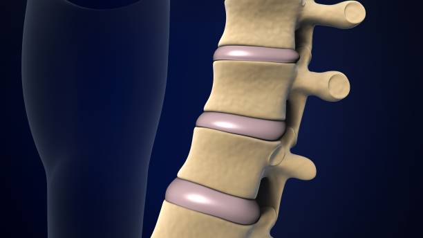 istock human skeleton bone parts anatomy system. 3d render 1683861796