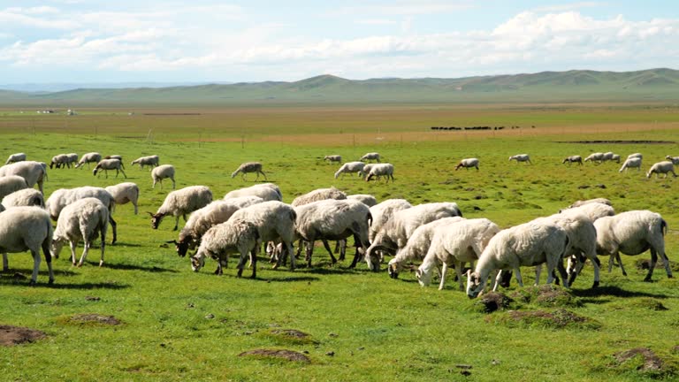 Panning view of group of sheep at pasture in Ruoergai Grassland, Sichuan Province, China