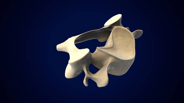istock male skeleton spine cord anatomy. 3d render 1683866064