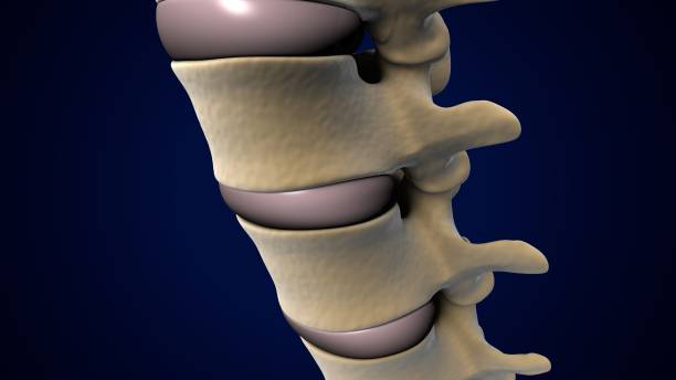 istock male skeleton spine cord anatomy. 3d render 1683869707