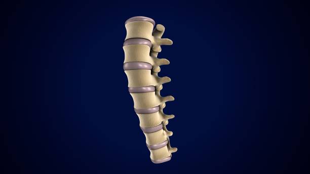 istock male skeleton spine cord anatomy. 3d render 1683869712