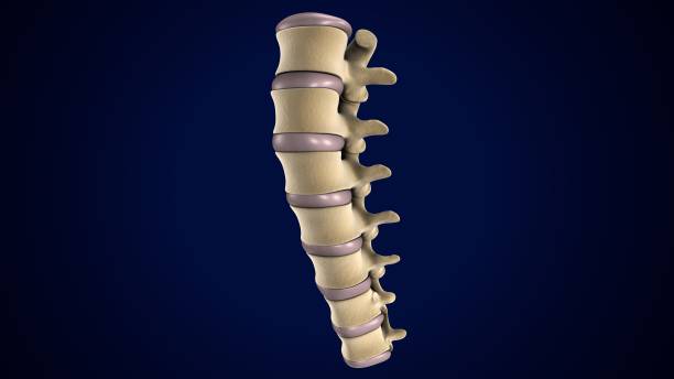 istock male skeleton spine cord anatomy. 3d render 1683869719