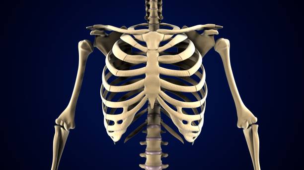 istock male skeleton spine cord anatomy. 3d render 1683872277