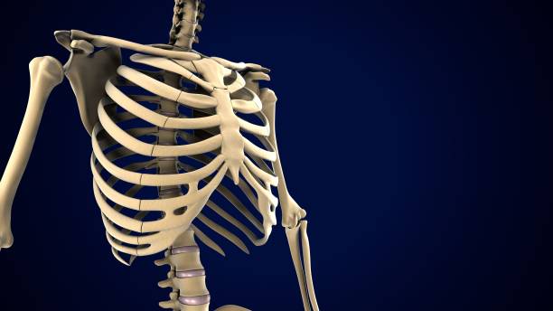 istock male skeleton spine cord anatomy. 3d render 1683872797