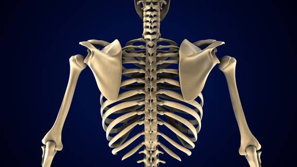 istock male skeleton spine cord anatomy. 3d render 1683873340