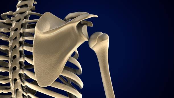 istock male skeleton spine cord anatomy. 3d render 1683873342