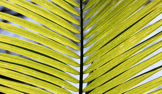 Leaf of the juçara palm tree, from the Atlantic forest, illuminated by the sun,