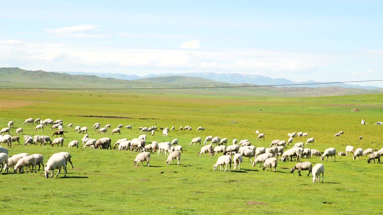 Panning view of group of sheep at pasture in Ruoergai Grassland, Sichuan Province, China