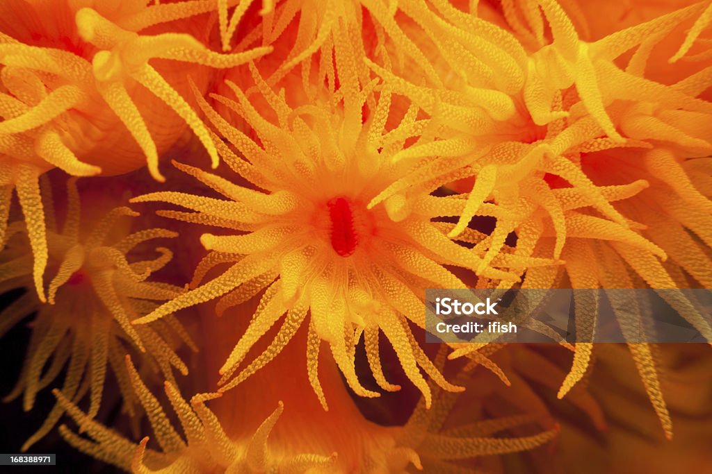 Sun corales Tubastraea faulkneri lactancia en la noche, Lembeh estrecho, Indonesia - Foto de stock de Corales pólipos libre de derechos