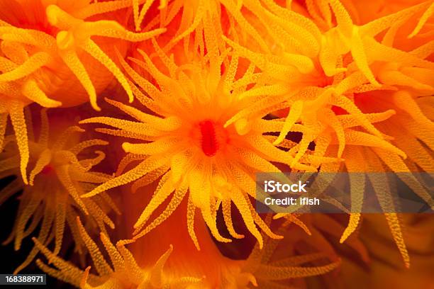 Sun Corales Tubastraea Faulkneri Lactancia En La Noche Lembeh Estrecho Indonesia Foto de stock y más banco de imágenes de Corales pólipos