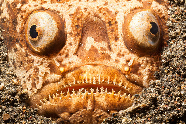 Whitemargin Stargazer buried in Black Sand of Lembeh Strait, Indonesia Whitemargin Stargazer Uranoscopus sulphureus inhabits reef flats and coastal bottoms but is rarely seen because it lies buried in sand or mud most of the time, with only the eyes showing.  stargazer fish stock pictures, royalty-free photos & images