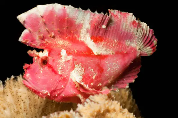 Leaf Scorpionfish Taenianotus triacanthus, pink colour variation, sitting on a sponge. Colour variations of this species include white, pink, yellow, tan, brown and black with mottling. 