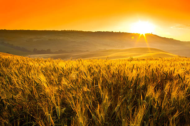 itália, toscana trigo campo verão em vermelho do nascer ou pôr do sol - clear sky italy tuscany image imagens e fotografias de stock