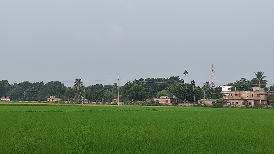 Morning green paddy field shown the fresh beauty of nature