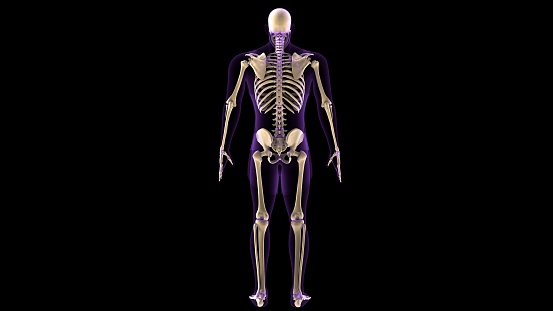 The human skeleton is the structural framework of the body, providing support, protection for internal organs, and allowing for movement. It is composed of bones, joints, and cartilage.