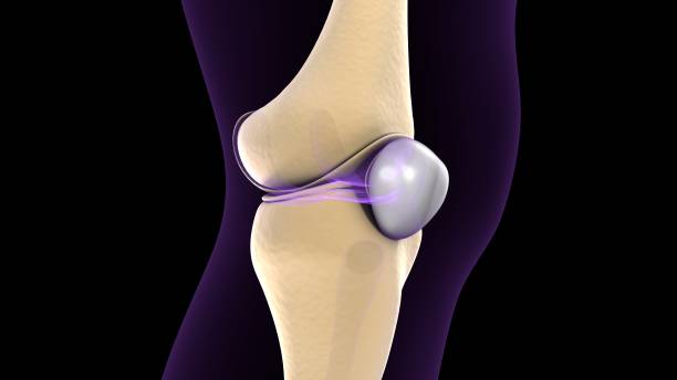 istock male skeleton bone anatomy. 3d illustration 1683901343