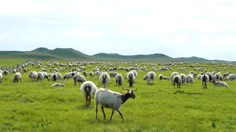 Group of sheep at pasture in Ruoergai Grassland, Sichuan Province, China