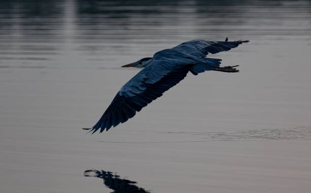 istock Majestic bird soaring low over a tranquil pond, its wings spreading wide 1683912928