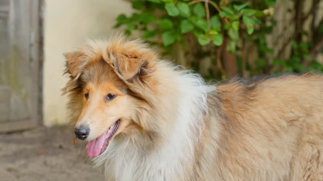 Rough Collie puppy dog panting and staring at a point in the garden