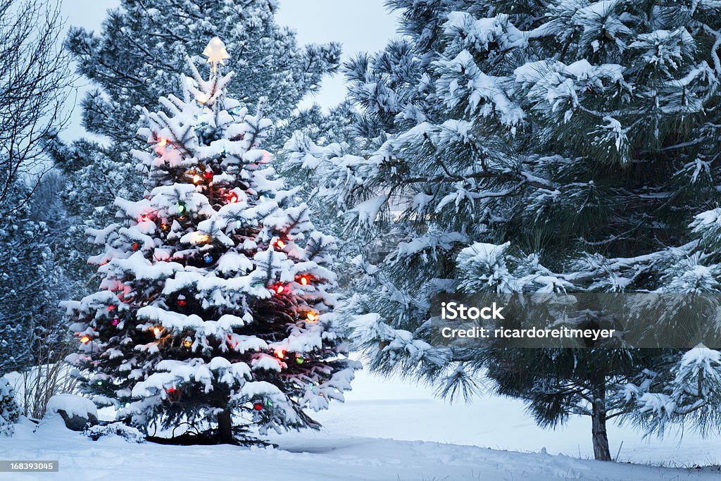 Brightly Lit Snow Covered Christmas Tree In Snowstorm This Snow Covered Christmas Tree stands out brightly against the dark blue tones of this snow covered scene. Christmas Tree Stock Photo
