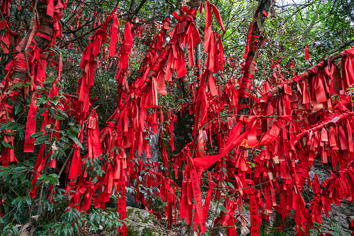 Zhangjiajie, China - August 30, 2023: A treetop filled with red ribbons in the Wish Forest of Tianmen mountain , Zhangjiajie National Park