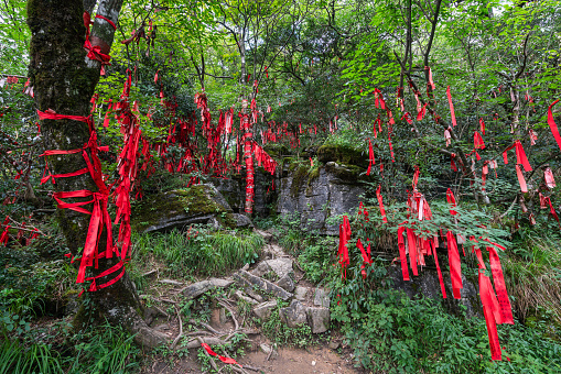 Zhangjiajie, China - August 30, 2023: A treetop filled with red ribbons in the Wish Forest of Tianmen mountain , Zhangjiajie National Park