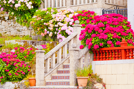 Pink and white hydrangeas around staircase. Vilagarcía de Arousa, Pontevedra  province, Galicia, Spain.