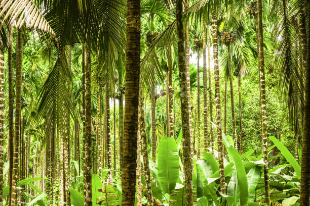 istock Betel nut trees harvesting in India. 1683956745