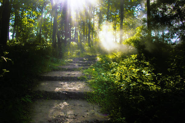 istock Sunlight in the morning in the forest, with forest stairway. 1683958394