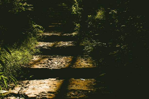 Staircase in the forest with sunlight. Vintage tone effect.