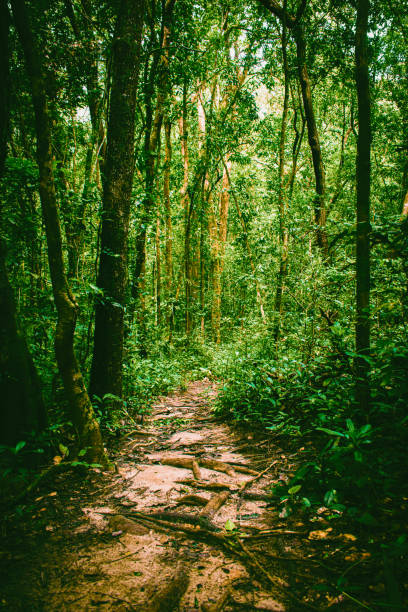 Trail in the forest covered with old tree roots at Dandeli, India