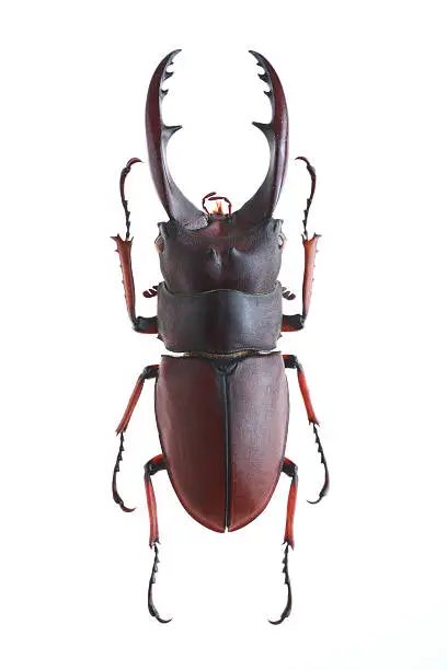 Photo of Stag Beetle(Prosopocoilus astacoides elaphus)