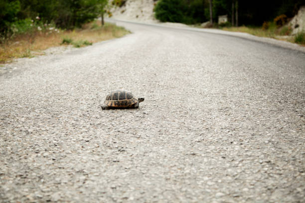 Turtle Crossing the Road A snapping turtle slowly makes his way across the street http://www.bayramtunc.com/Lightboxes.jpg slow walk stock pictures, royalty-free photos & images