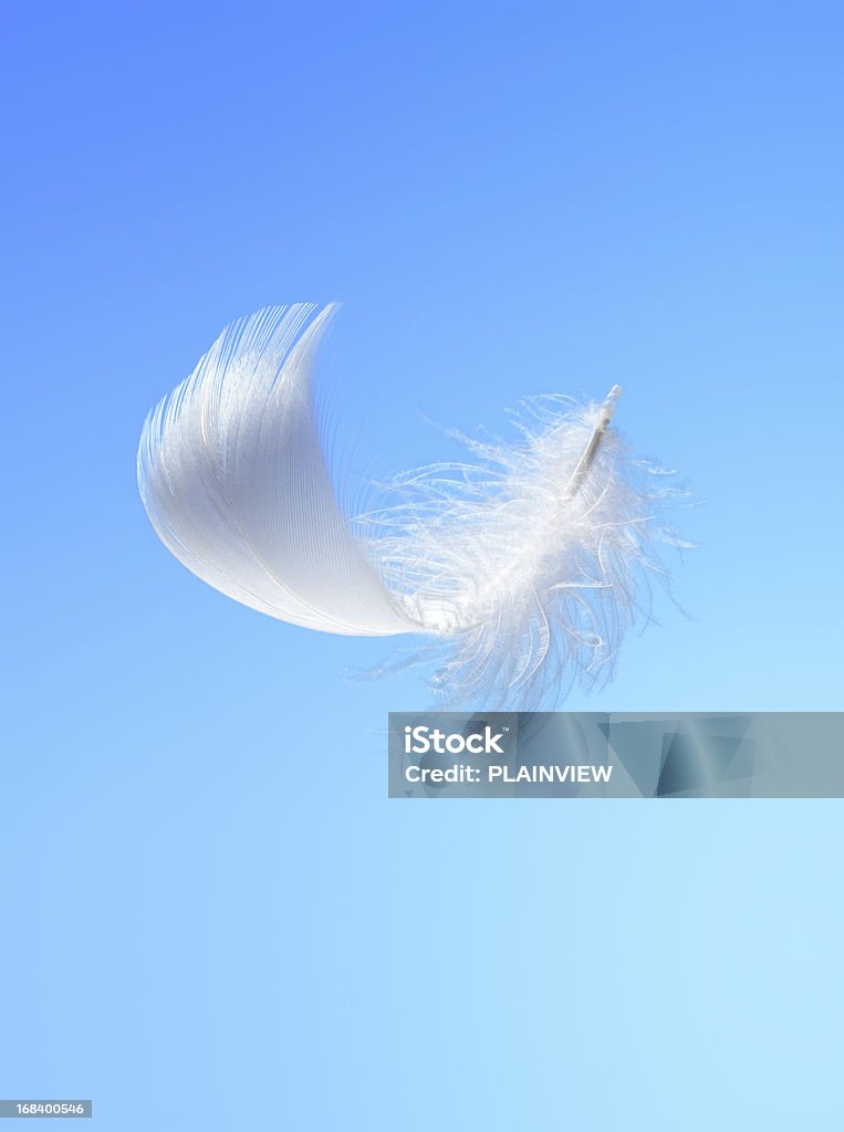 Białe feather - Zbiór zdjęć royalty-free (Pióro - Tworzywo)