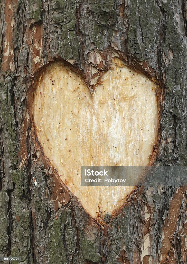 Pine corazón - Foto de stock de Árbol libre de derechos