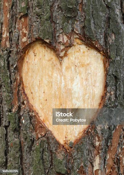 Сосна Heart — стоковые фотографии и другие картинки Дерево - Дерево, Символ сердца, Резная работа