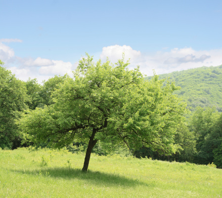 Spring meadow in mountains and green tree under a blue sky