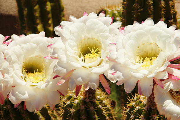 сагуаро цветок - sonoran desert desert arizona saguaro cactus стоковые фото и изобр�ажения