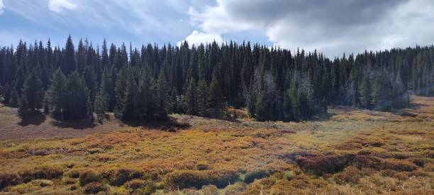 Fall Meadow stock photo