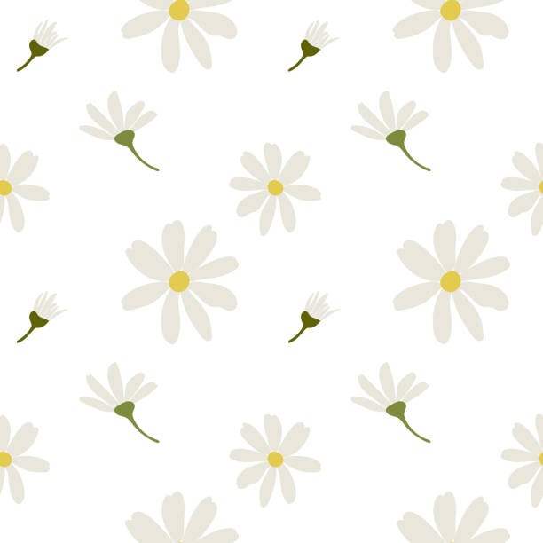 ilustraciones, imágenes clip art, dibujos animados e iconos de stock de flores de manzanilla margarita blanca. patrón sin costuras del vector de manzanilla. linda colección de naturaleza de plantas de cabeza de flor redonda. elemento de decoración. diseño plano para tarjetas, embalajes, estampados, textil - chamomile plant chamomile bouquet wildflower