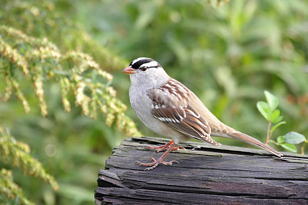 istock Adult White-crowned Sparrow 168403334