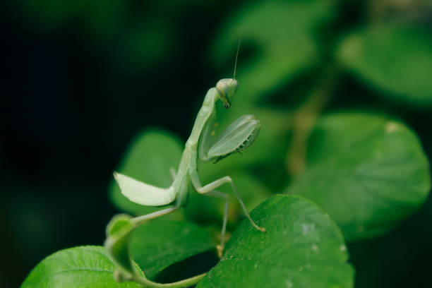 istock praying mantis insects on leaves 1684050609