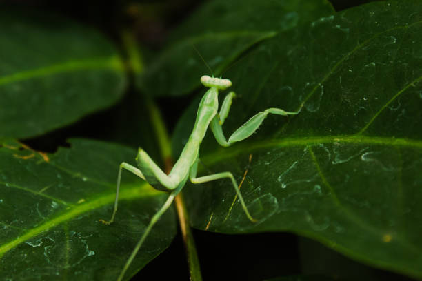 istock praying mantis insects on leaves 1684050619
