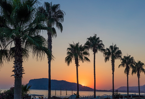 Palm trees against beautiful sunset in Los Angeles, California