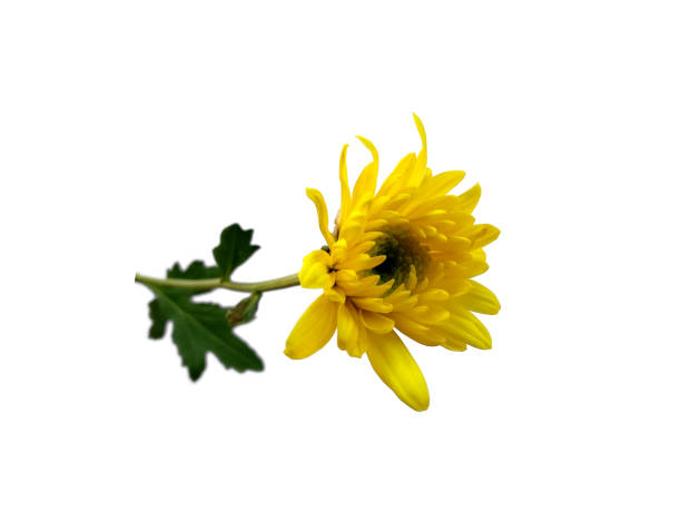 istock Seruni or Chrysanthemum flower isolated on white background. Gerbera or Dahlia flower for flower frame or other decoration 1684064520