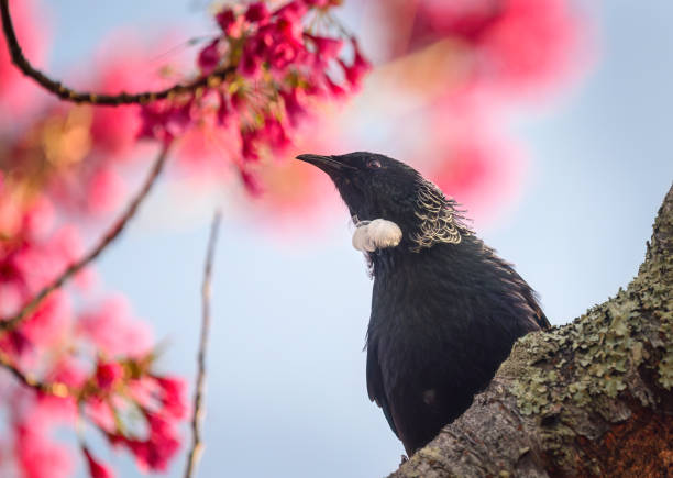 Tui bird perched on tree branches with a blurred pink blossom background.