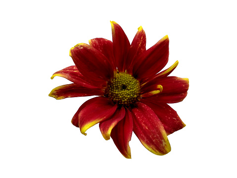 Seruni or Chrysanthemum flower isolated on white background. Gerbera or Dahlia flower for flower frame or other decoration