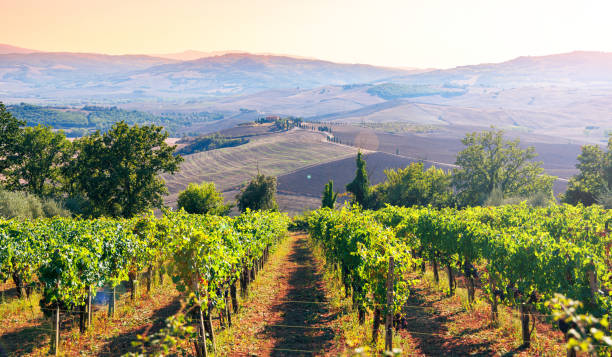 istock Tuscany landscape in Italy at sunset 1684082980