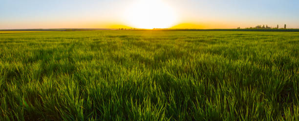 istock summer green rural field at the sunset 1684083007